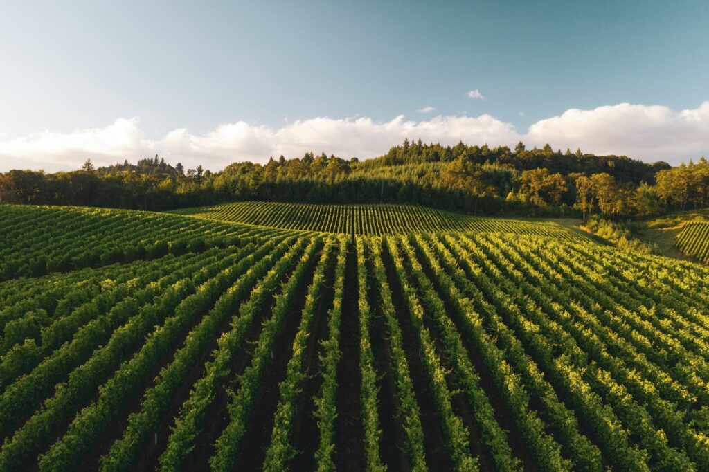 Rows of crops across rolling farmland