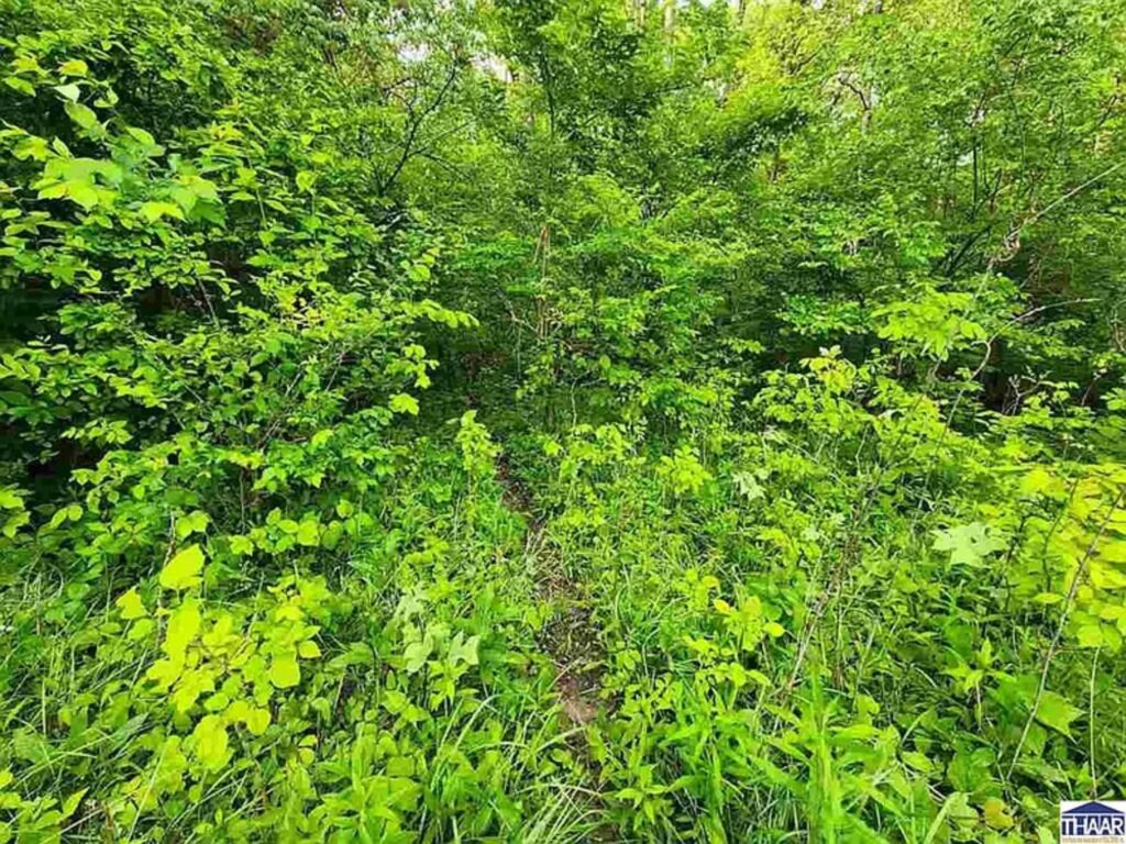 Dirt path leading through dense green forest